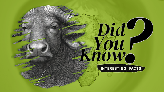 African Cape Buffalo: 10 Wild Facts You Rarely Hear