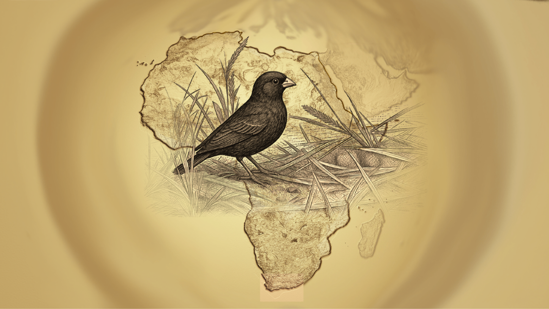 The Red-Billed Buffalo-Weaver - An Uncertain Horizon