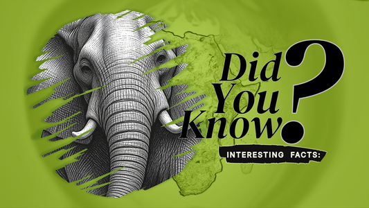 10 Fascinating African Elephant Facts You Probably Didn’t Know
