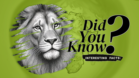 10 Surprising African Lion Facts You Rarely Hear