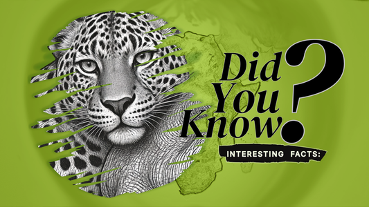 African Leopard Secrets You’ve Probably Never Heard