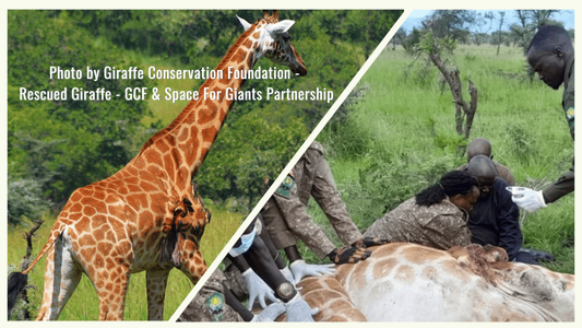 The Thrilling Rush of African Wildlife Rescue: Heroes in the Bush-Part1