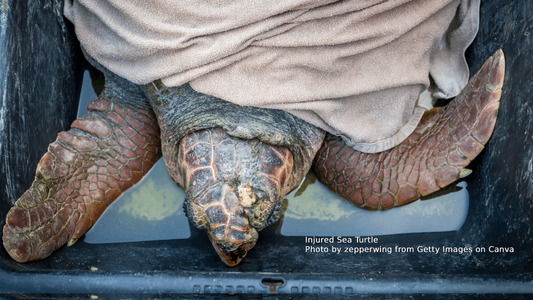 RESCUE – The Splash-to-Success!-Part1