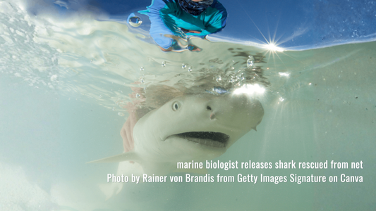 RELEASE – The Epic Encore into the Endless Blue-Part3