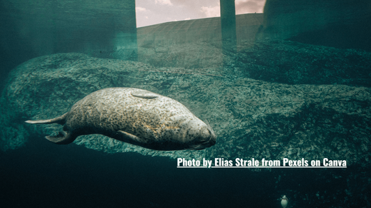 REHAB – The Underwater Spa of Second Chances-Part2