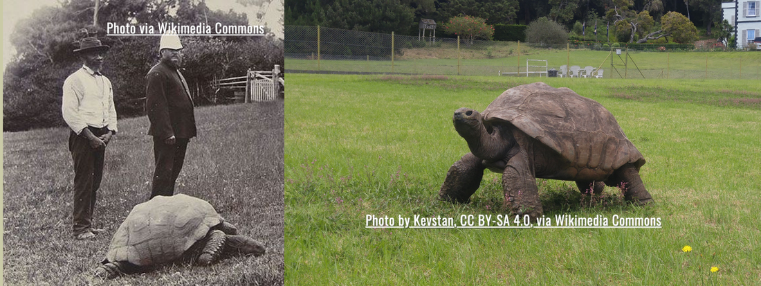 Left:Two men standing next to a tortious in a vintage photo. Right: the same tortious on a luscious green lawn 100+ yrs later