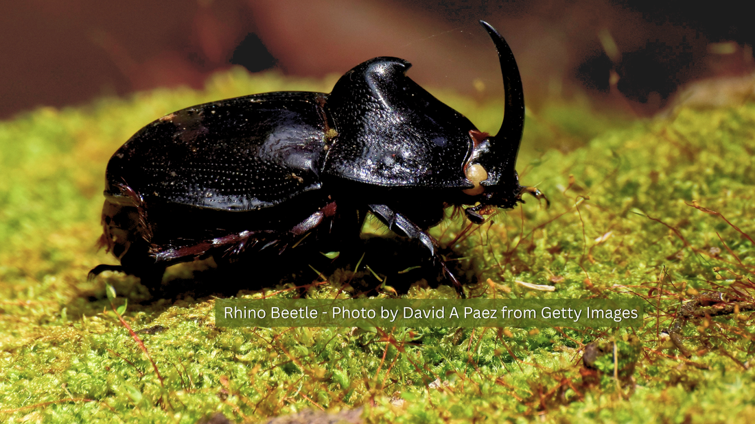 Black Rhino Beetle on a lush green mossy surface with the inscription "Rhino Beetle - Photo by David A Paez from Getty Images"