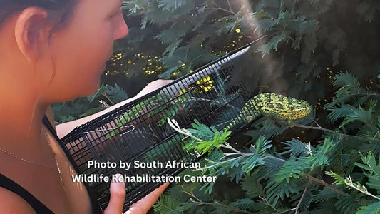 pretty girl holding a small cage with a chameleon moving to wards freedom in a green tree