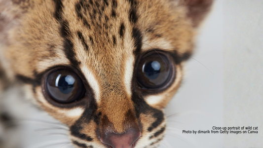 What Is Wildlife Rescue and Rehabilitation?
