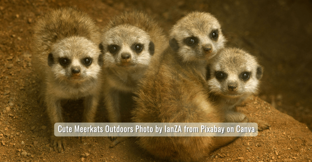 Four baby meerkat sitting huddled together, looking up at the viewer