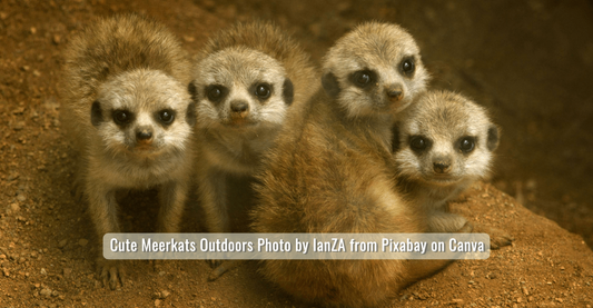 Four baby meerkat sitting huddled together, looking up at the viewer