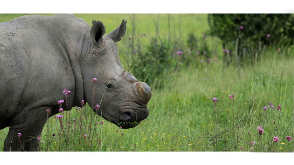 The Anti-Poaching Heroes of Africa: Guardians on the Frontline