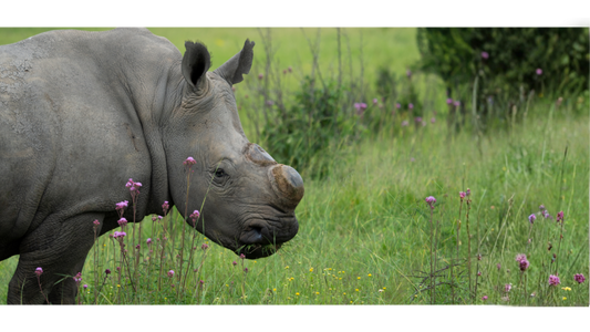The Anti-Poaching Heroes of Africa: Guardians on the Frontline
