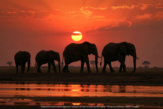 Elephants silhouetted against an African sunset at the water's edge