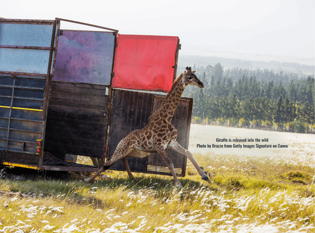 A giraffe being released back into the wild as part of an African wildlife conservation programme