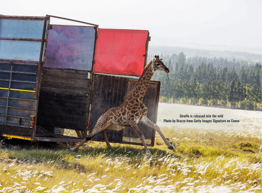A giraffe being released back into the wild as part of an African wildlife conservation programme