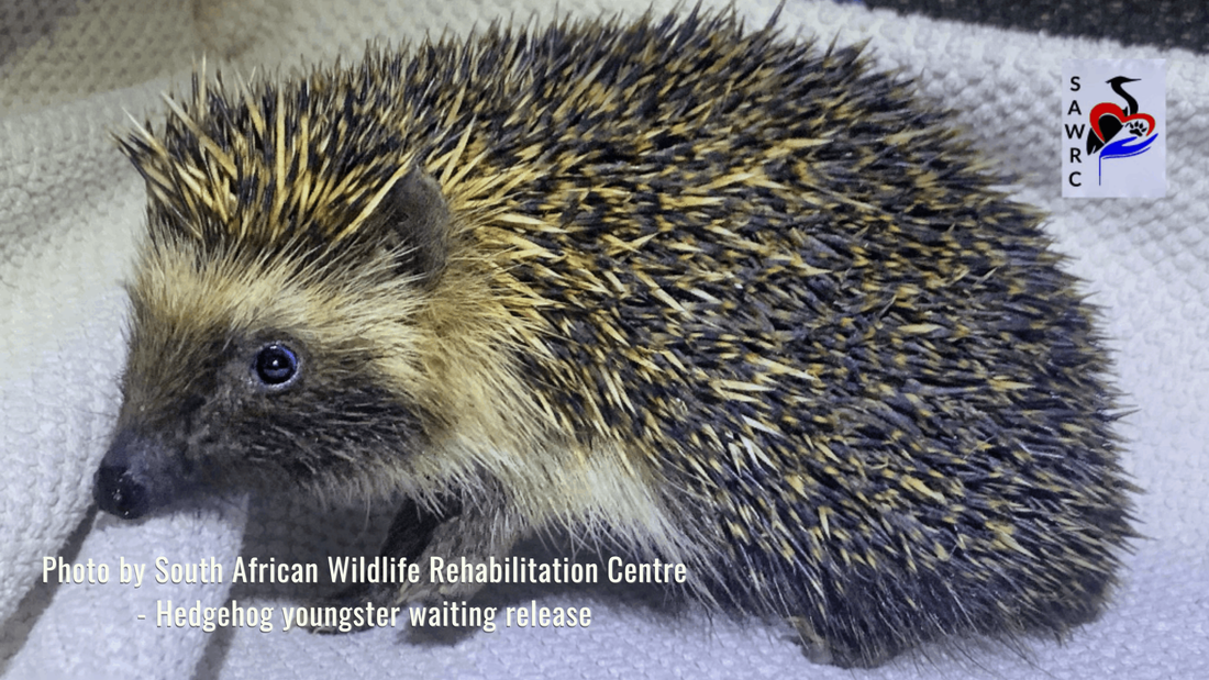 A rescued hedgehog receiving care at a South African wildlife rehabilitation centre