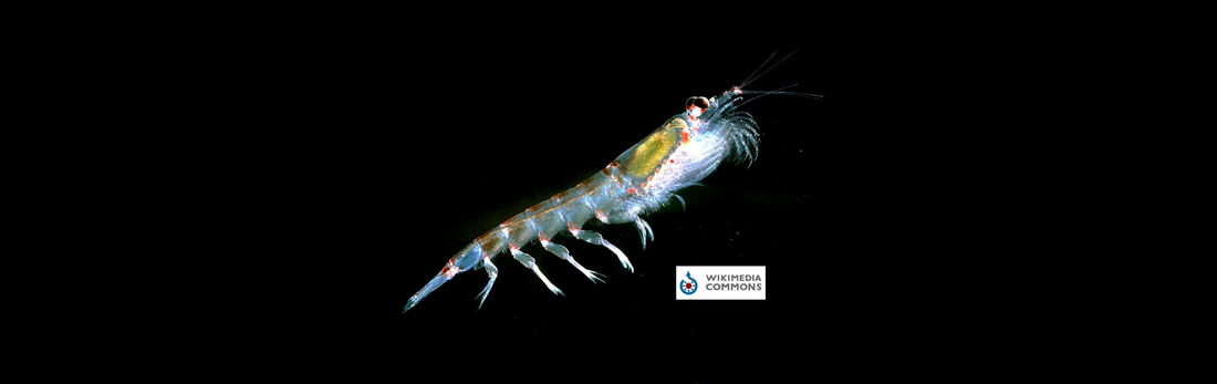 Antarctic Krill Crisis: The Tiny Giants Fighting for the Southern Ocean