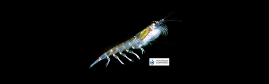 Antarctic Krill Crisis: The Tiny Giants Fighting for the Southern Ocean
