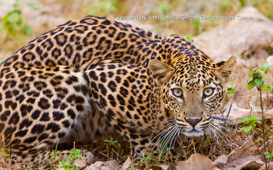 Leopard: The Quiet Power of Africa’s Big Five