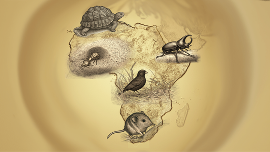 Africa’s Small Five, Mighty Wonders