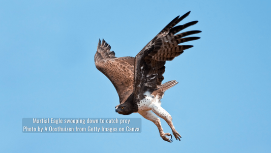 Eagle Eyes: Nature’s Sharper Vision Unveiled