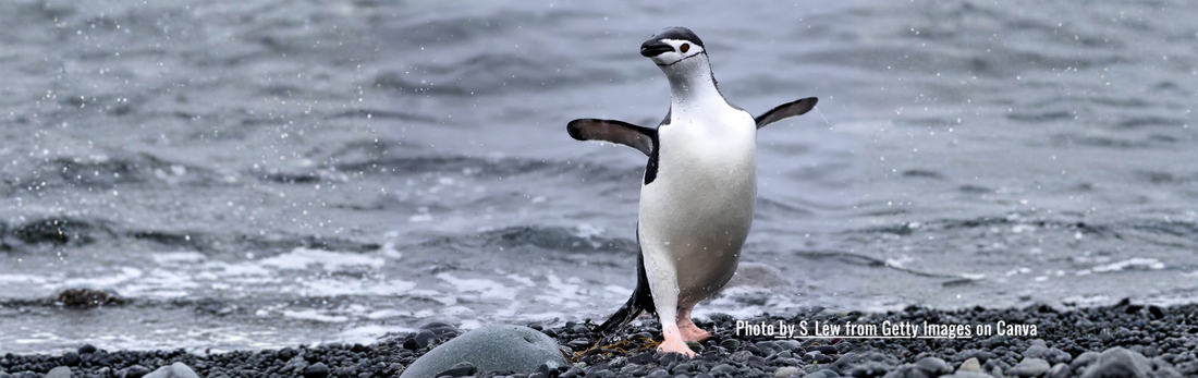 Penguin in what looks like a dance pose with wings out-stretched and white belly displayed prominintly