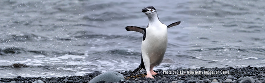 Penguin in what looks like a dance pose with wings out-stretched and white belly displayed prominintly