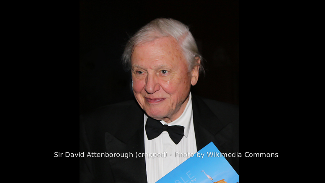 A Century of Life, a Legacy for the Wild: Honoring Sir David Attenborough