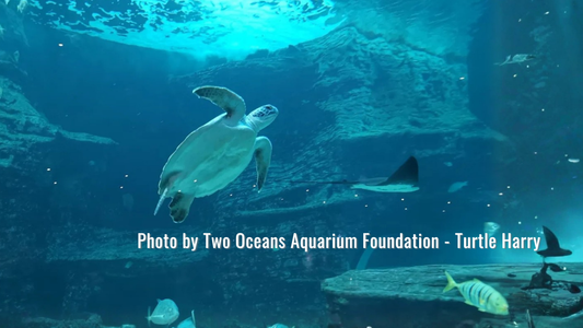 Harry the green sea turtle rescued from Stillbaai, South Africa, during rehabilitation at the Two Oceans Aquarium