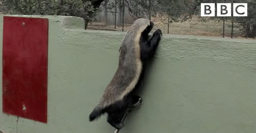 Stoffel the Honey Badger: Fearless Escape Artist Who Redefines Wild Resilience