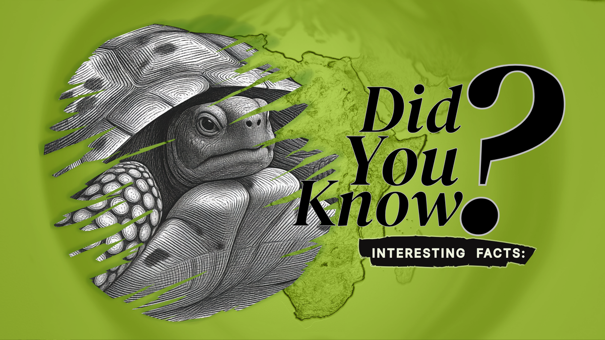 A green graphic with a large black question mark and the text 'Did You Know? Interesting Facts:' alongside a detailed black-and-white illustration of a tortoise.