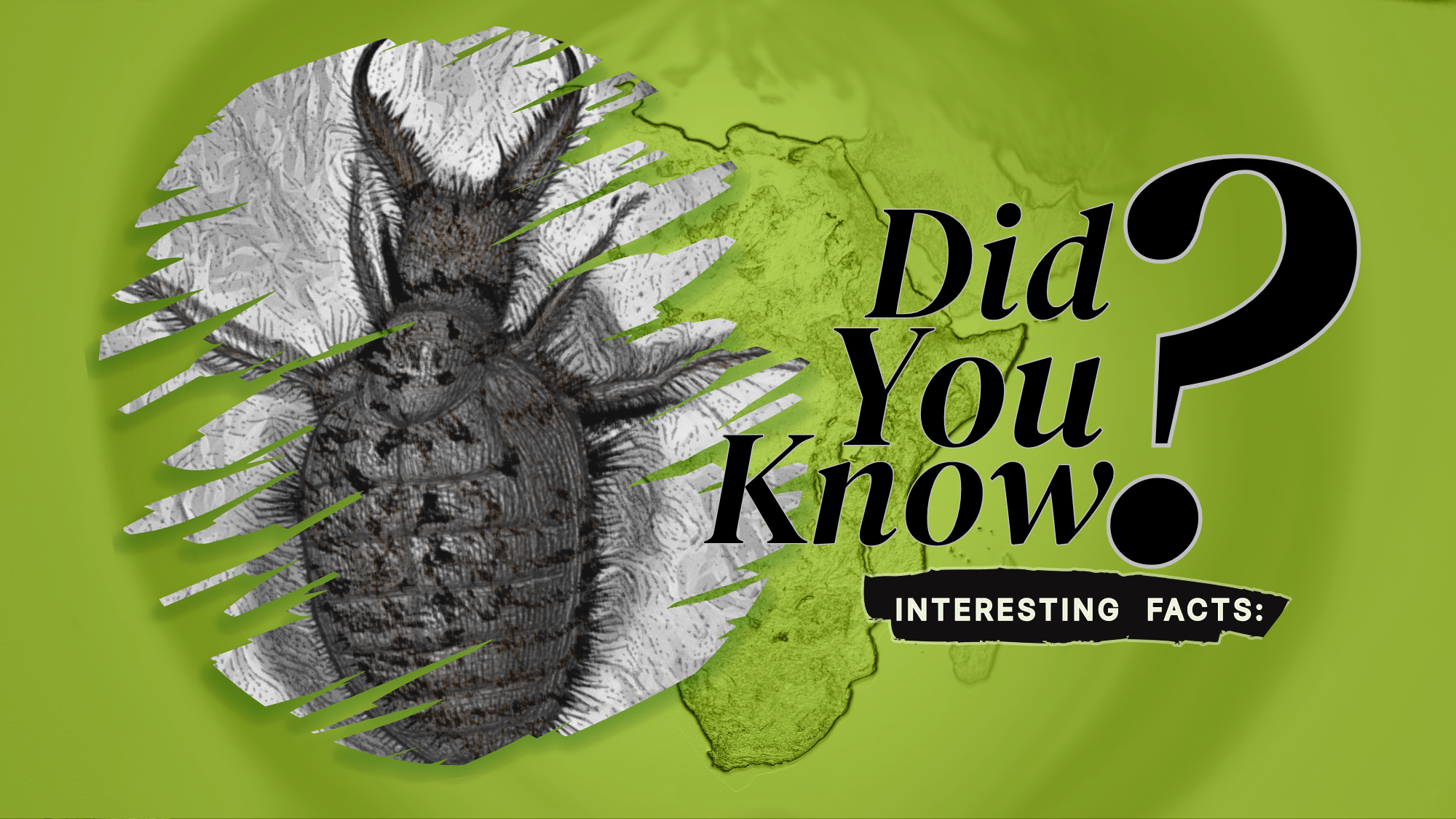 A green graphic with a large black question mark and the text 'Did You Know? Interesting Facts:' alongside a detailed black-and-white illustration of an Antlion larva.